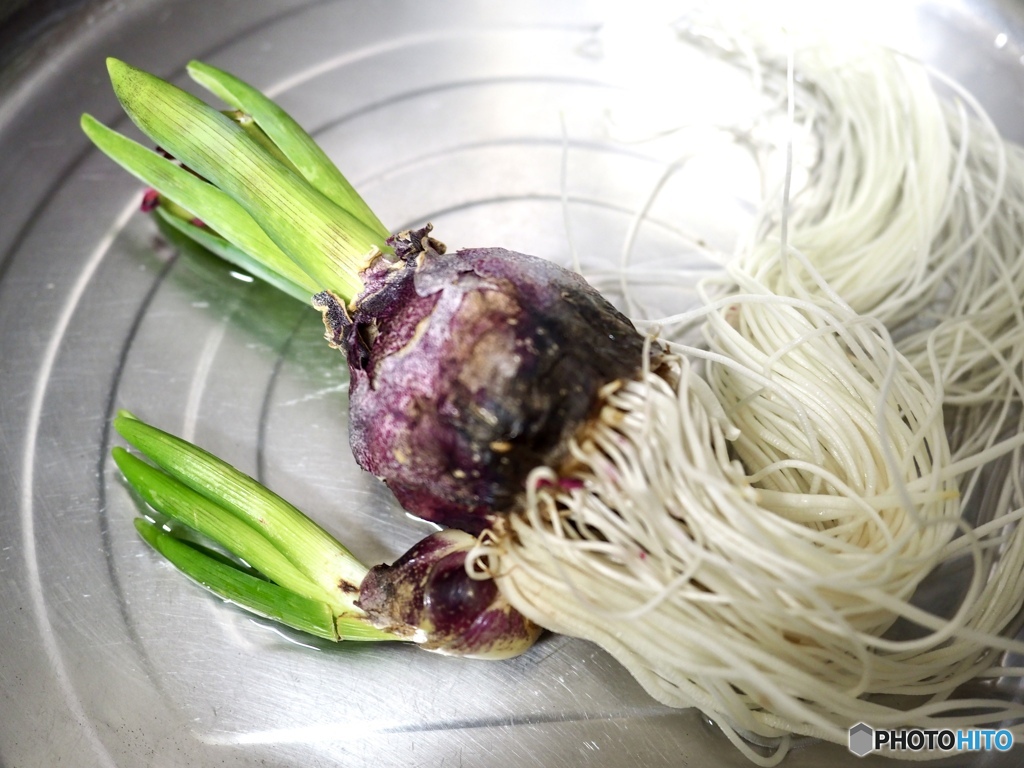 お疲れ様と言って土に植えました