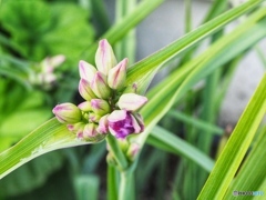 名前は知らない