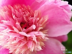 芍薬開花しています