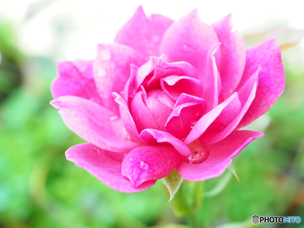 昨日は蕾・今日は開花