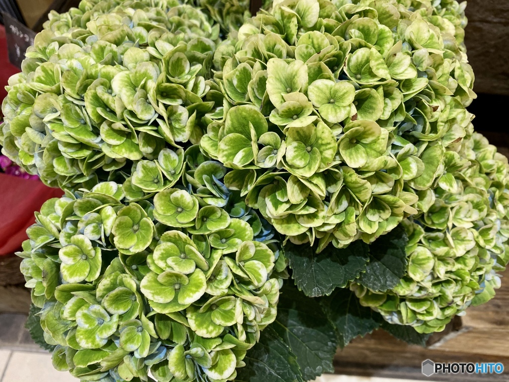 マジカルレボリューション