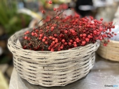 Red winter