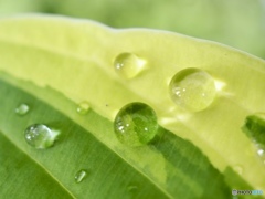 Raindrops