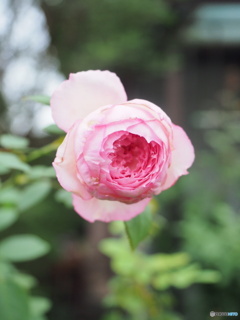 土曜日の薔薇