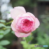 土曜日の薔薇