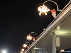 夜空を照らし泳ぐ