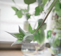 kitchenの窓から kitchenの窓から