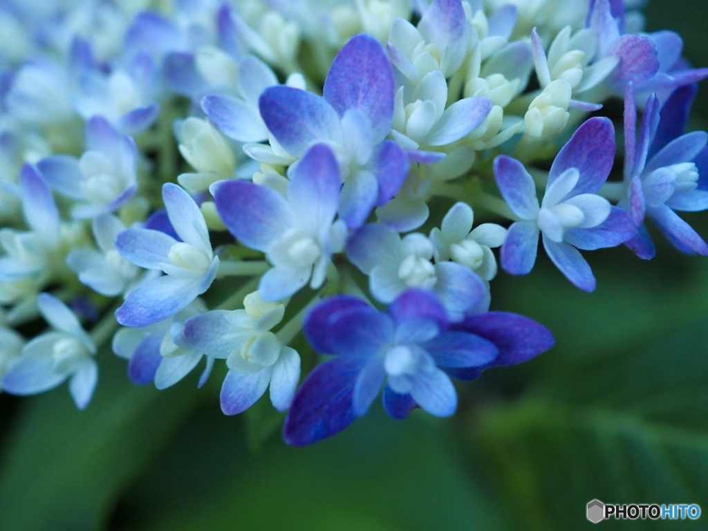 僕はキミに恋をする