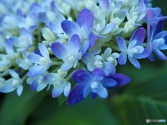 僕はキミに恋をする