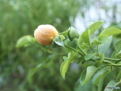 rich yellow summer