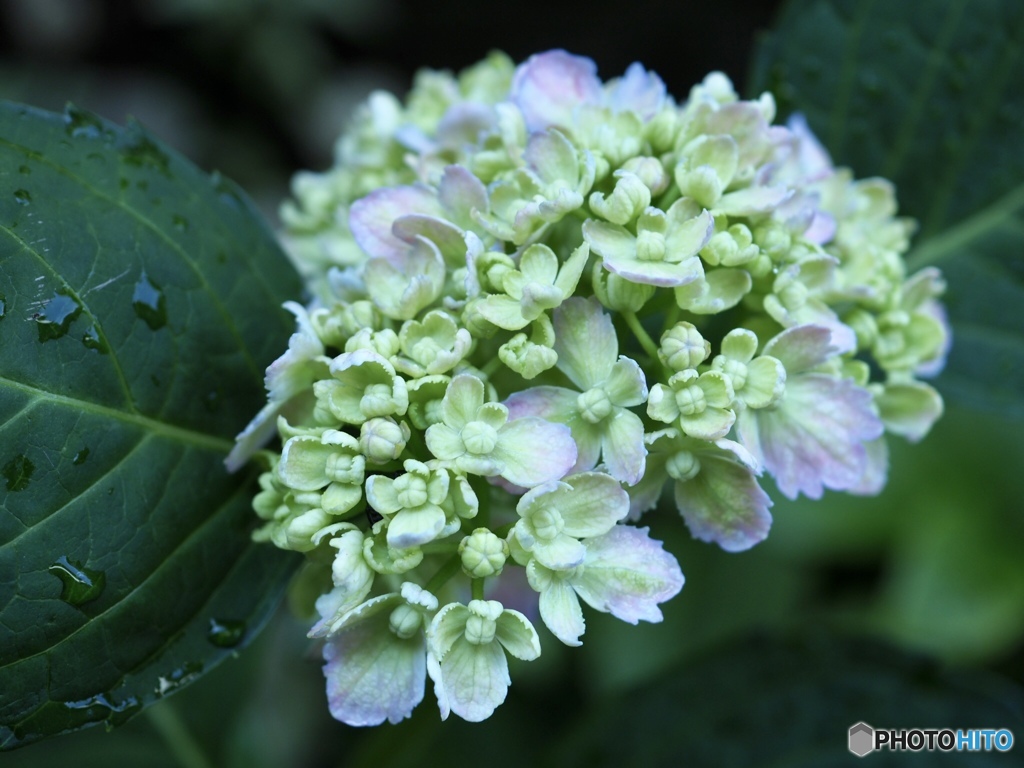 不思議なのよね…