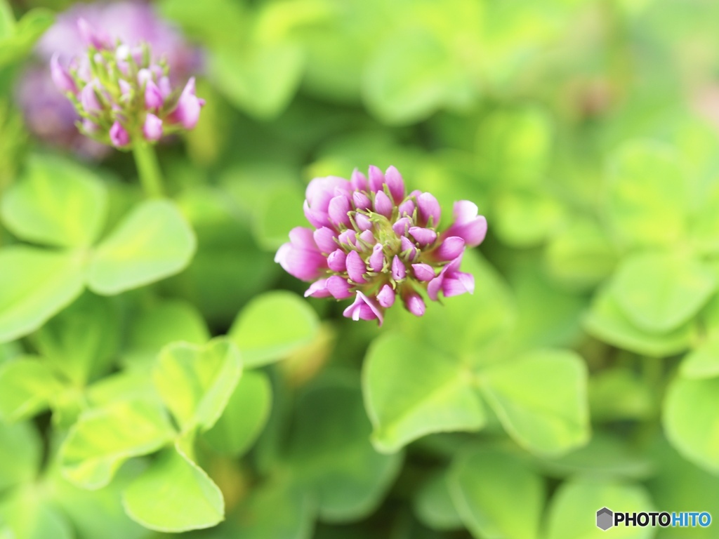 小さきものたちよ