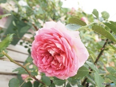 大好きだった…