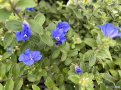 晩夏