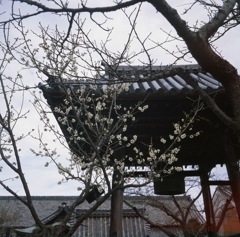 橘寺