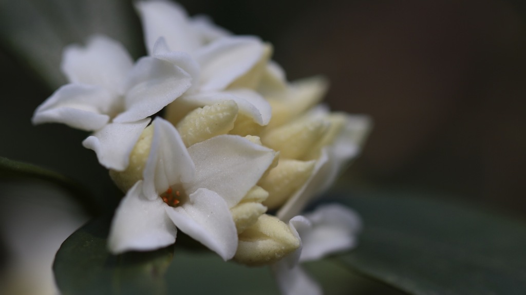 沈丁花