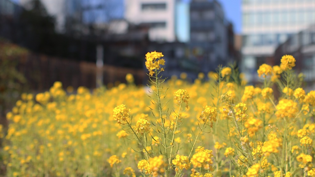 代官山の菜の花畑