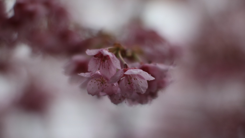 河津桜