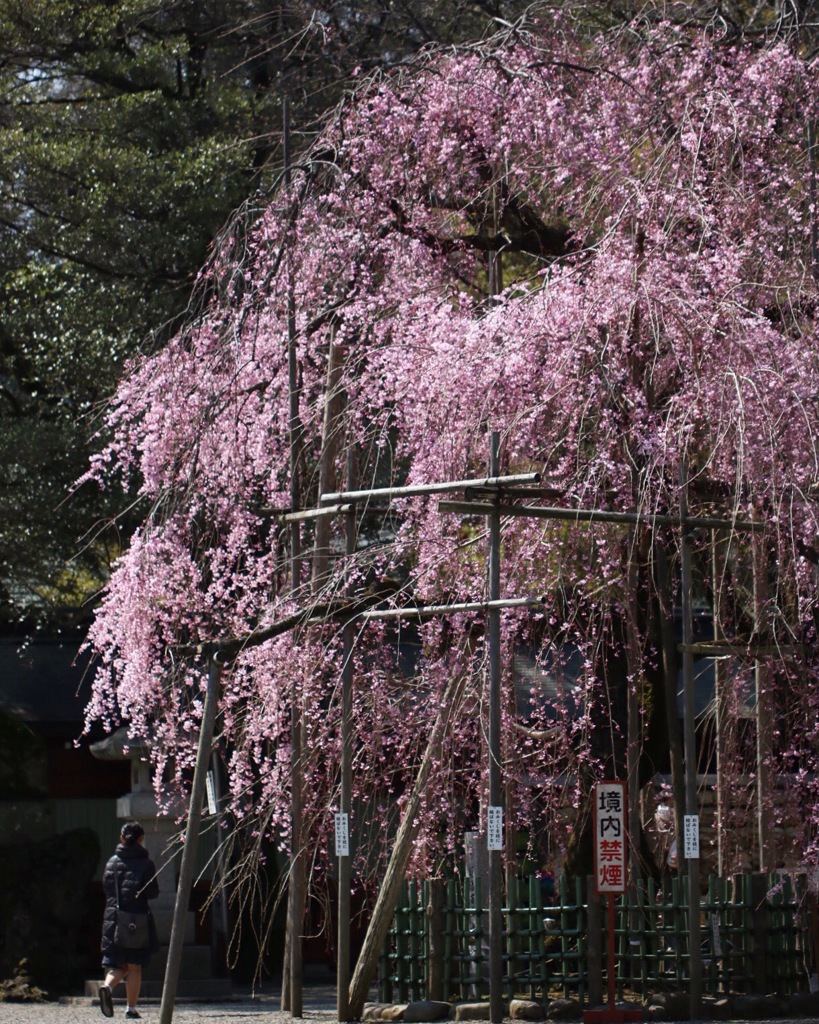 枝垂桜