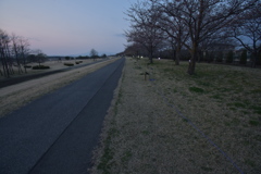 桜並木と夕暮れ