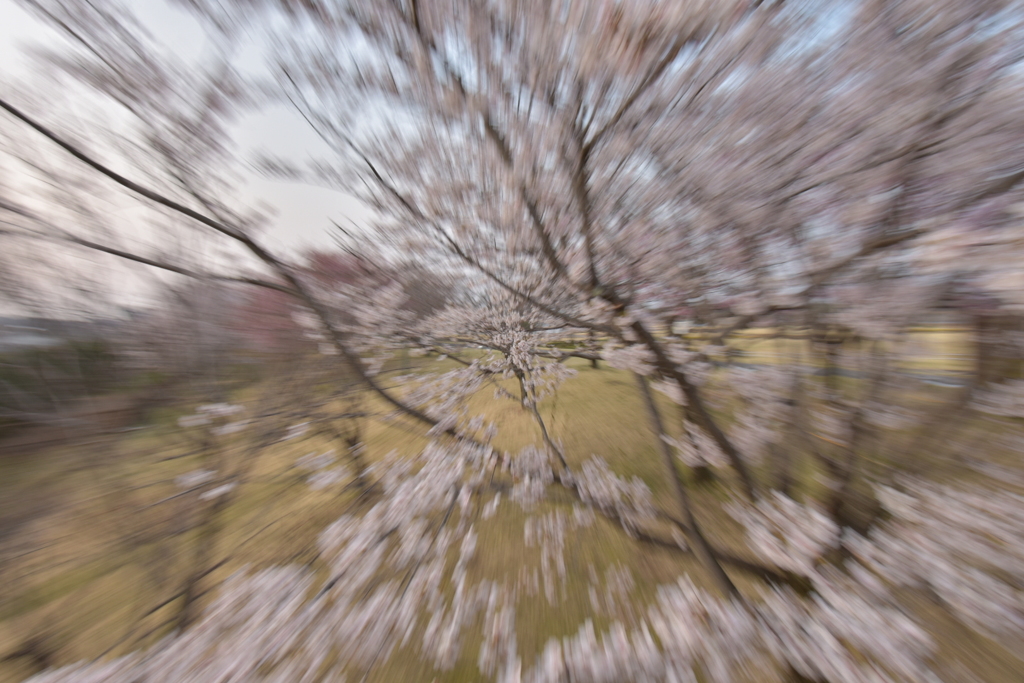 桜の中へ 2