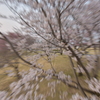 桜の中へ