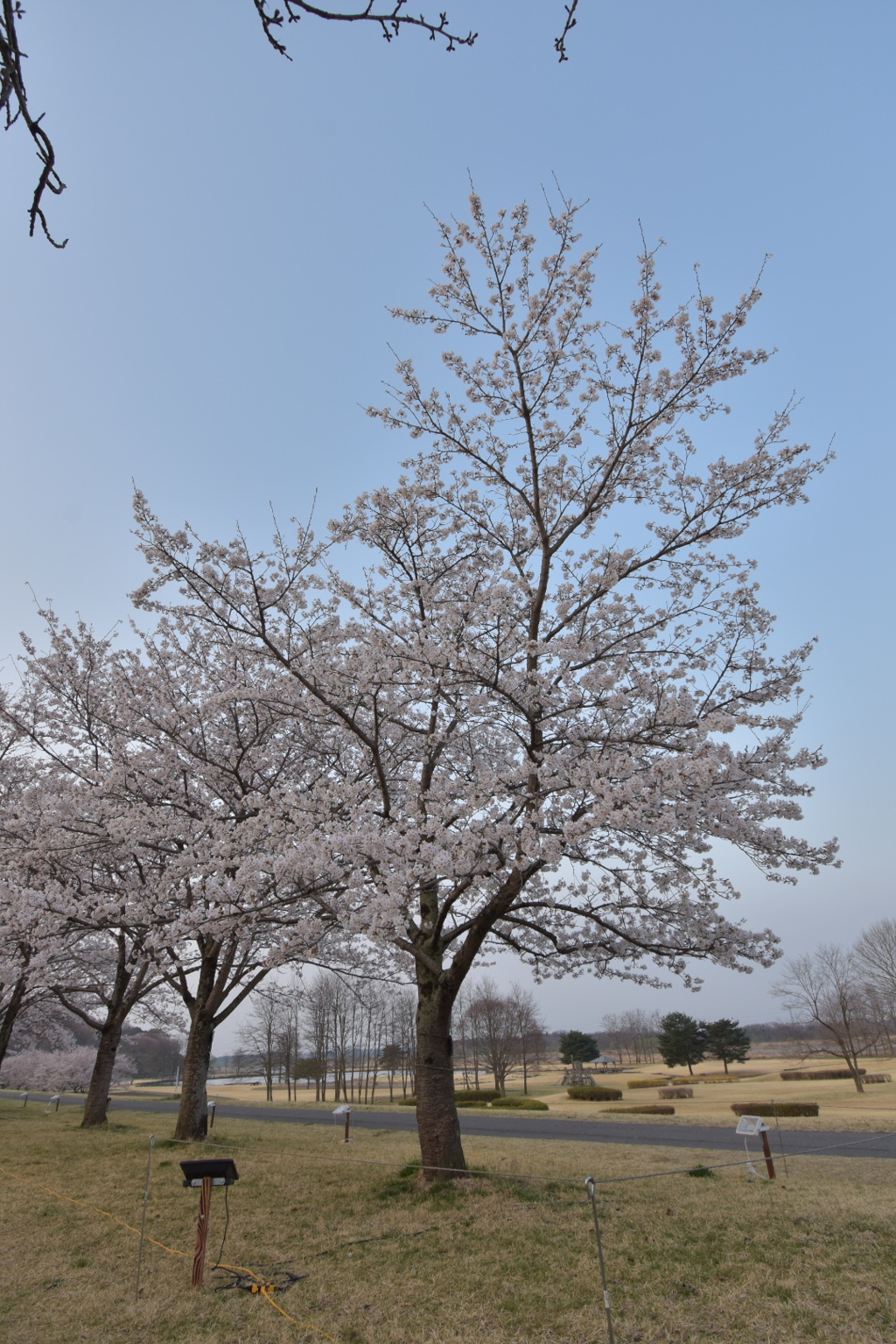 桜並木