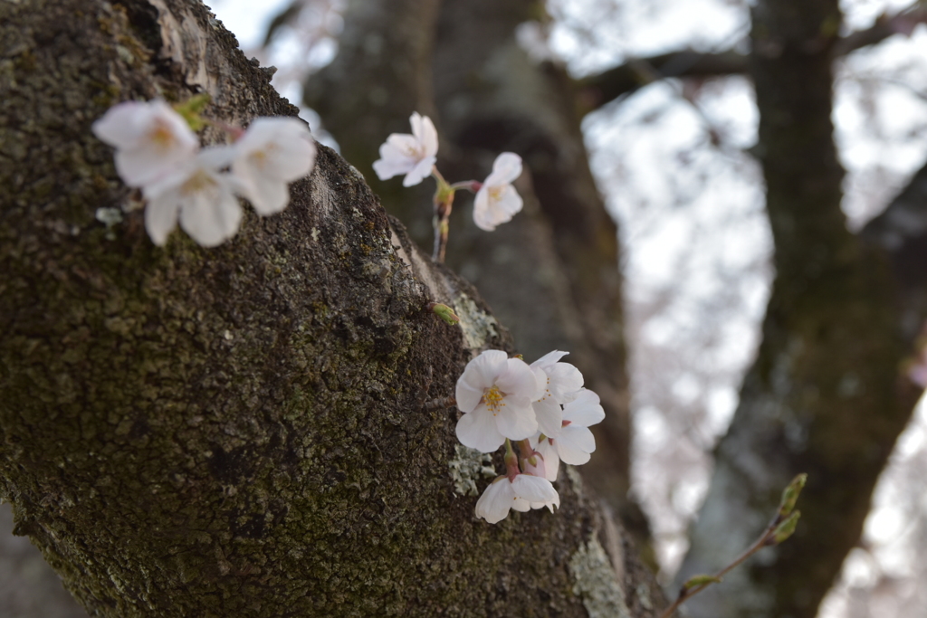 桜の花 2