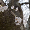 桜の花 2
