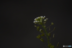 ぺんぺん草(なずな)