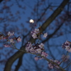 桜と月