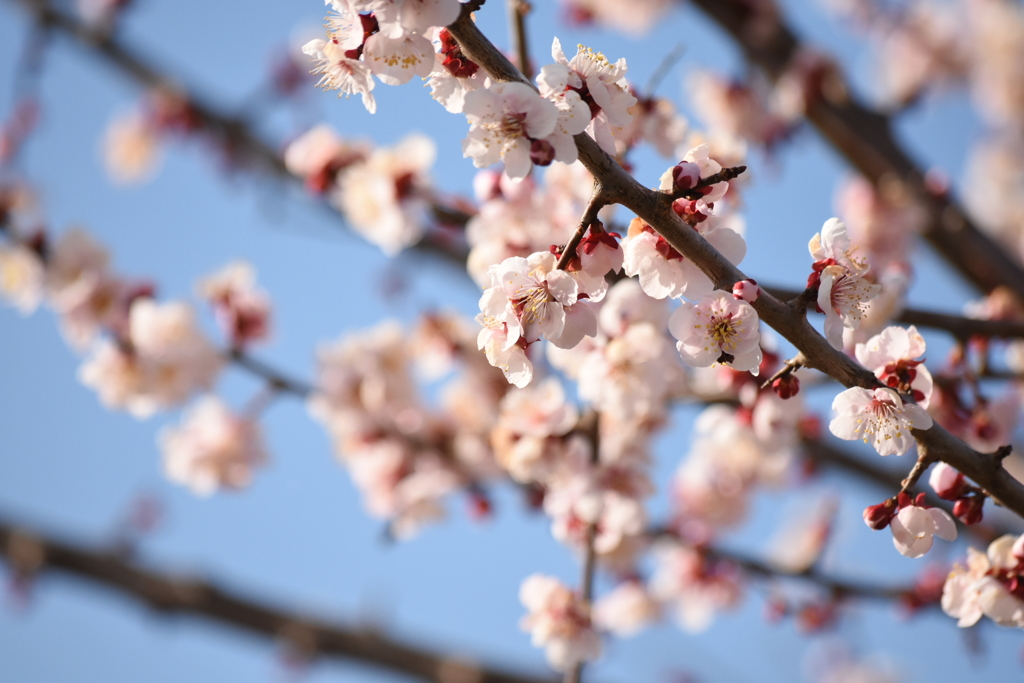 梅の花