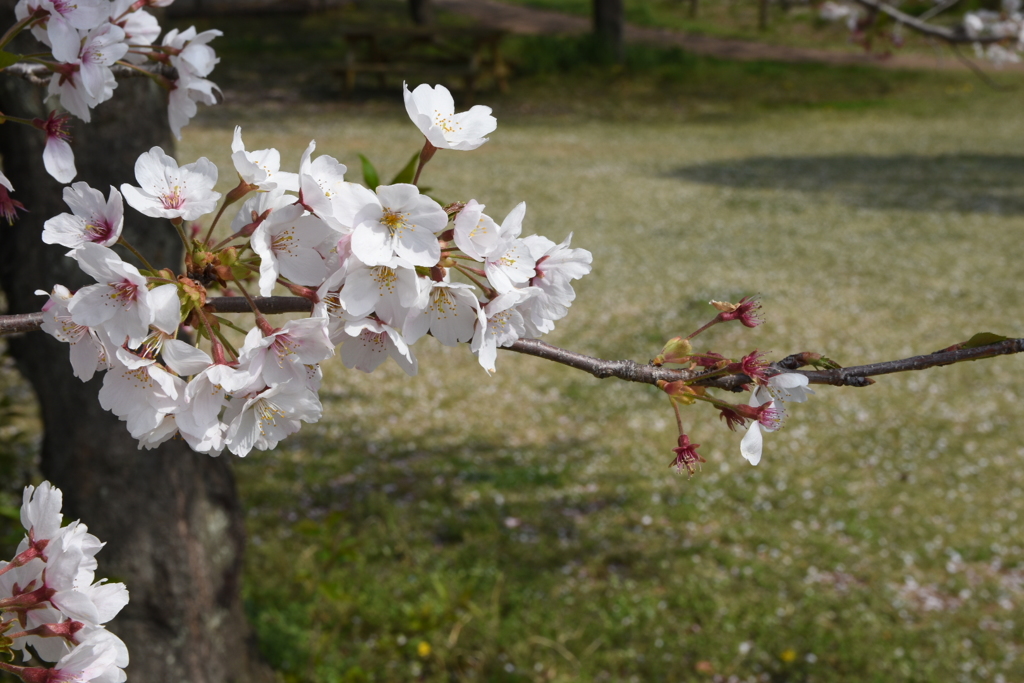 桜