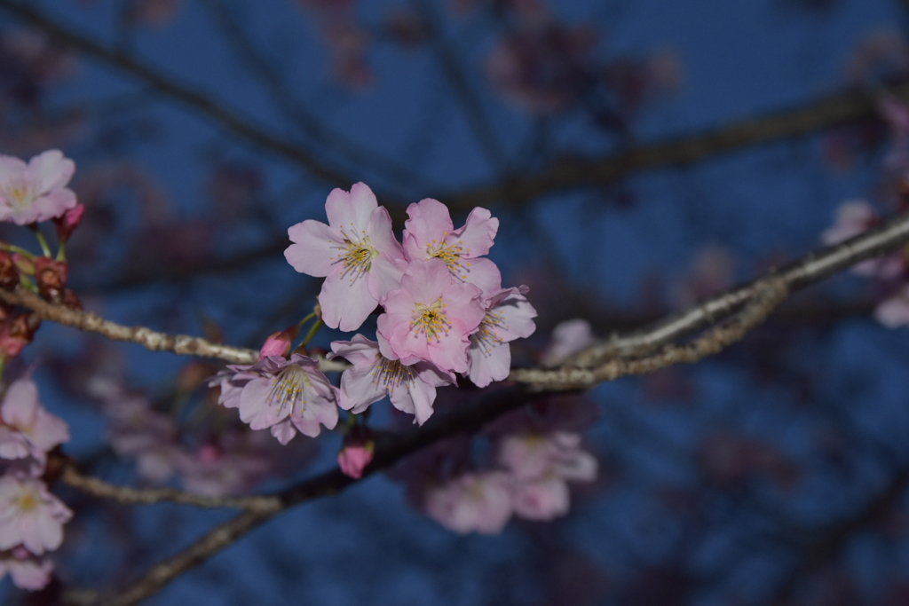 桜