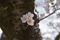 桜の花