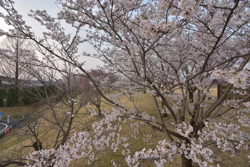 桜の木
