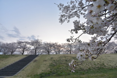 朝の桜