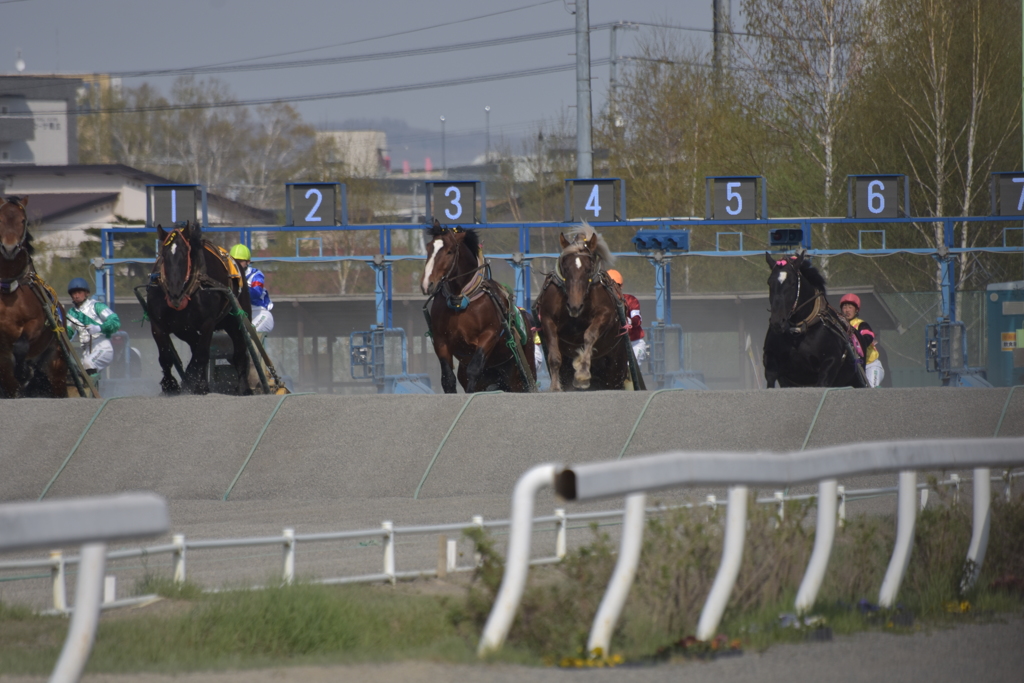 ばんえい競馬