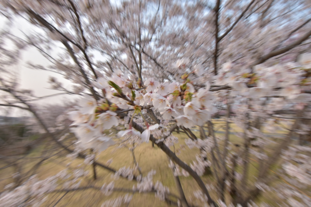 桜の中へ 3
