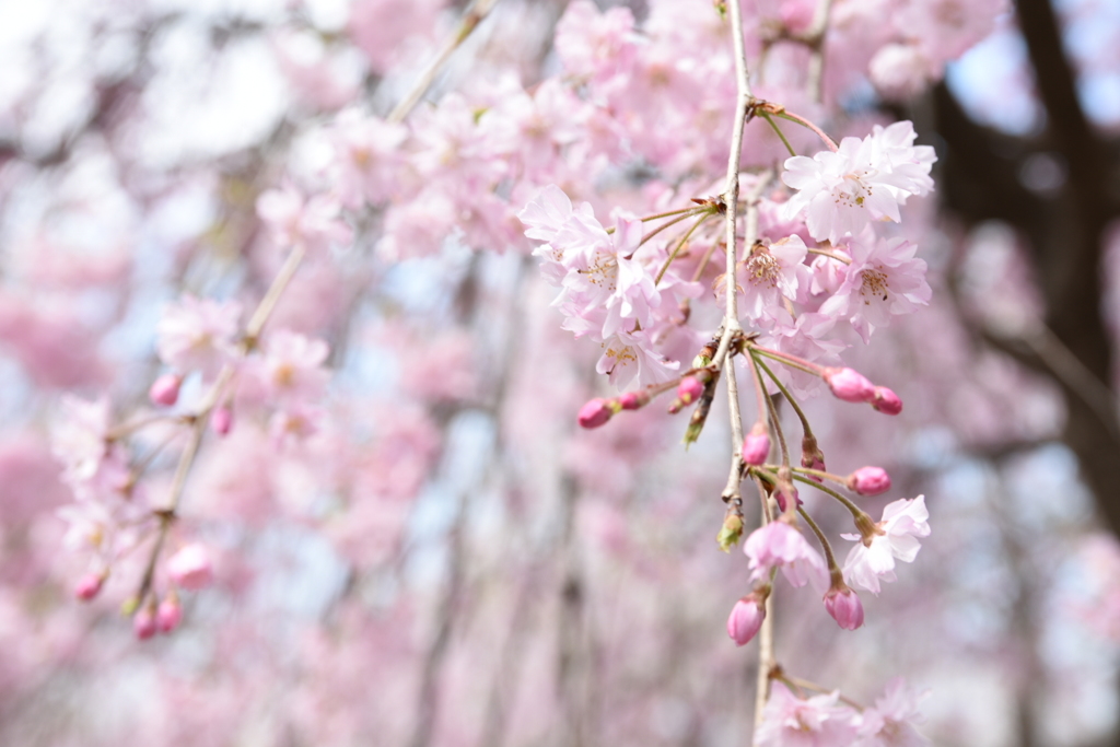 古代蓮の里 の桜