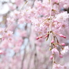 古代蓮の里 の桜