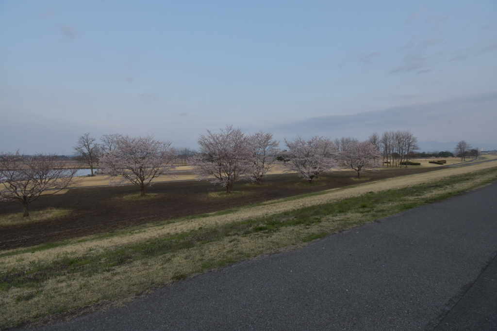 公園と桜