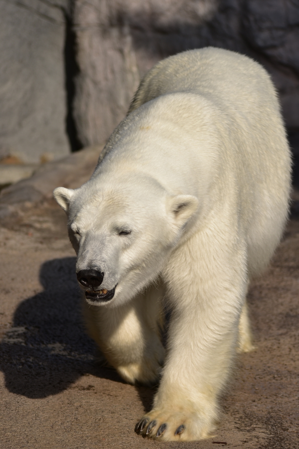 シロクマだぞ～