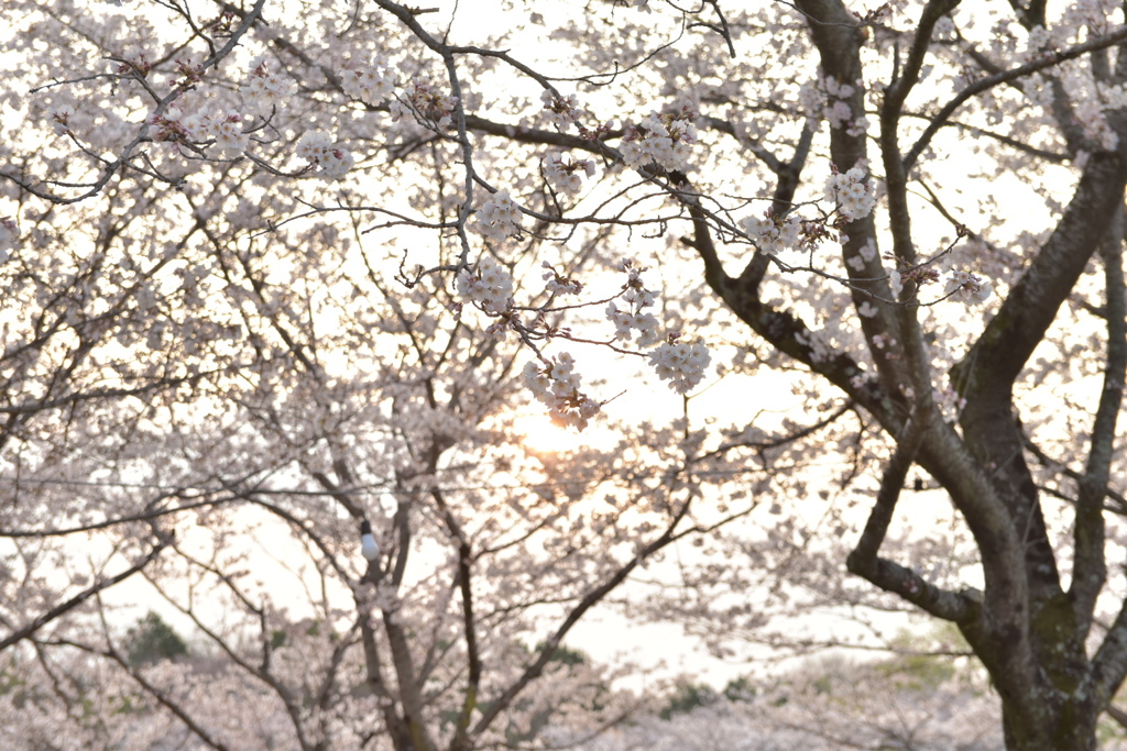 朝日と桜