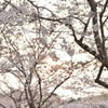 朝日と桜