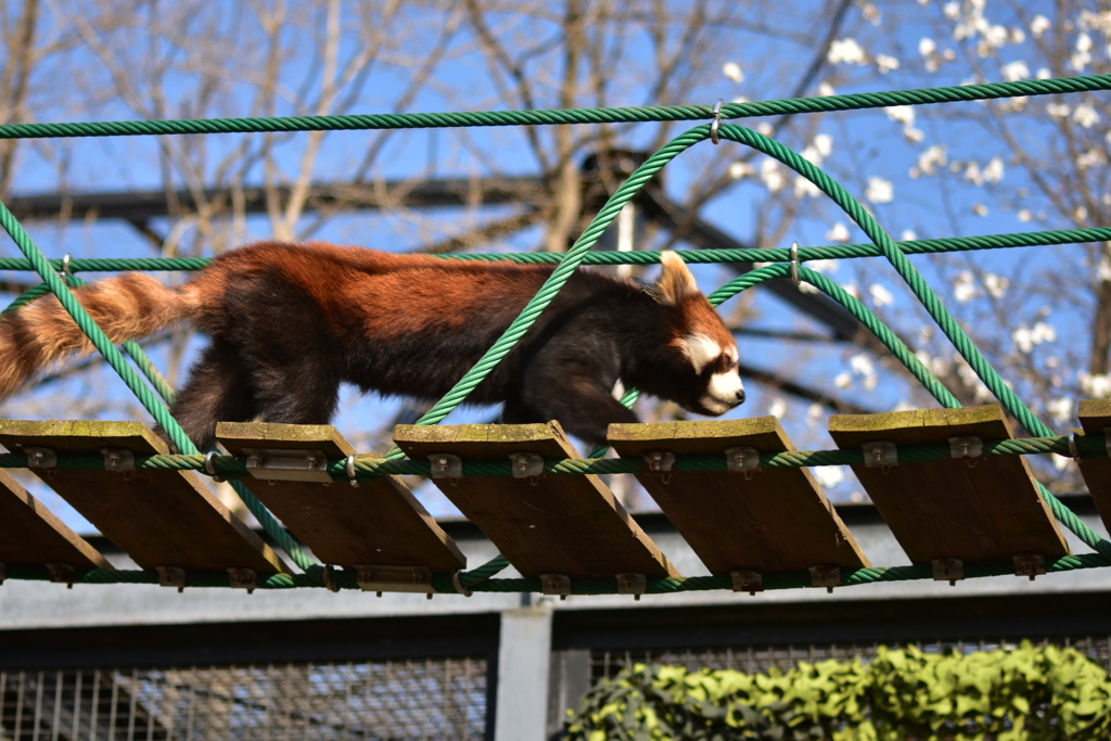 旭山動物園 レッサーパンダ