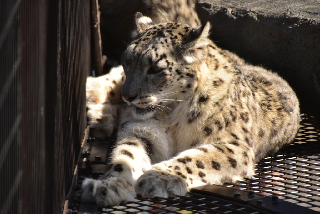 ユキヒョウ