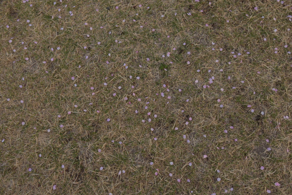 芝と桜