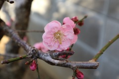 梅の花