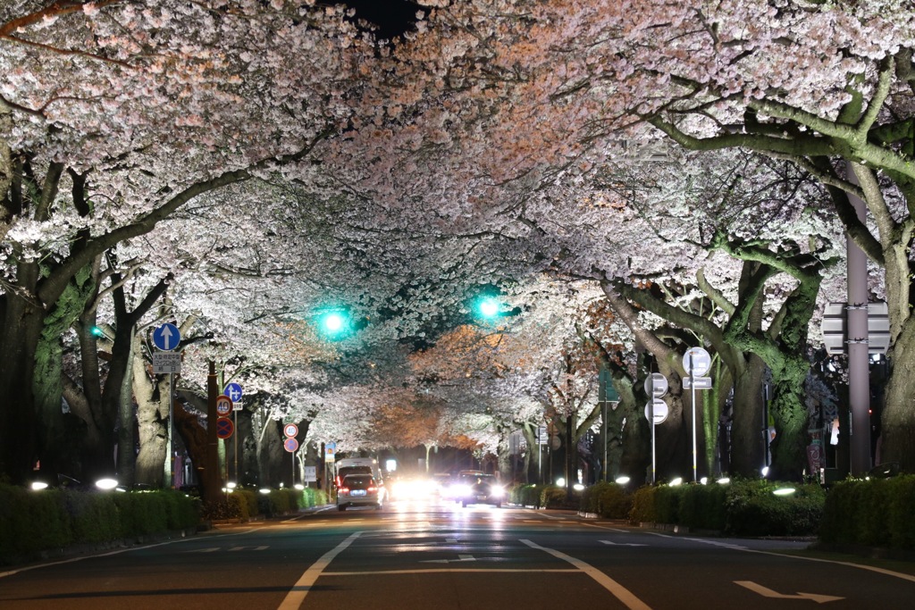 夜桜